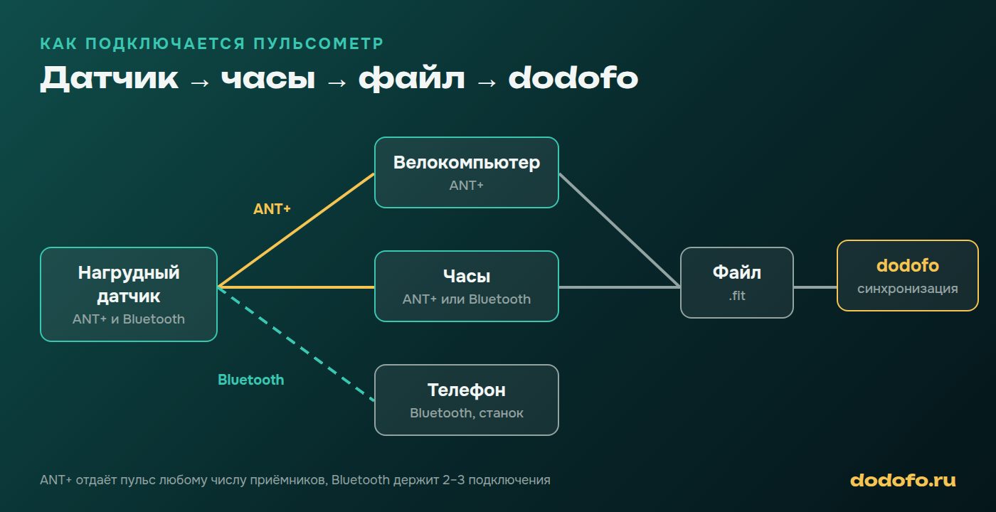 Как пульсометр подключается: нагрудный датчик по ANT+ к велокомпьютеру и часам, по Bluetooth к телефону, дальше файл тренировки синхронизируется в dodofo
