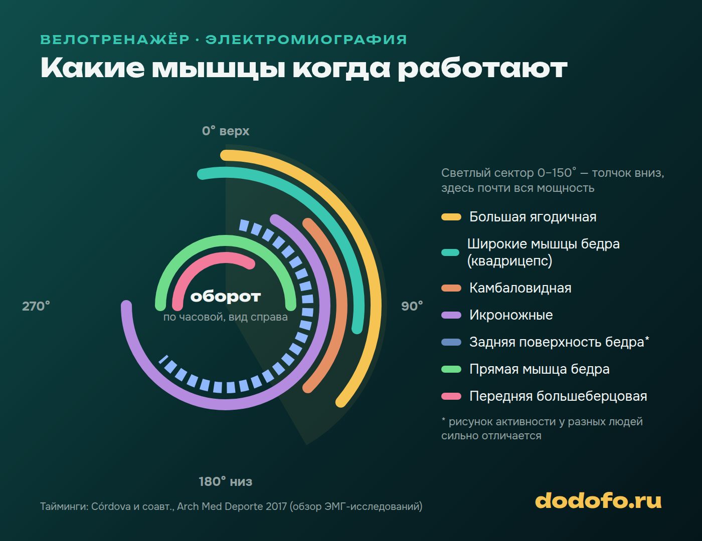 Круг педалирования: какие мышцы включаются на каждом участке оборота: ягодичная и четырёхглавая при толчке вниз, икроножная в нижней точке, передняя большеберцовая и прямая мышца бедра при подъёме