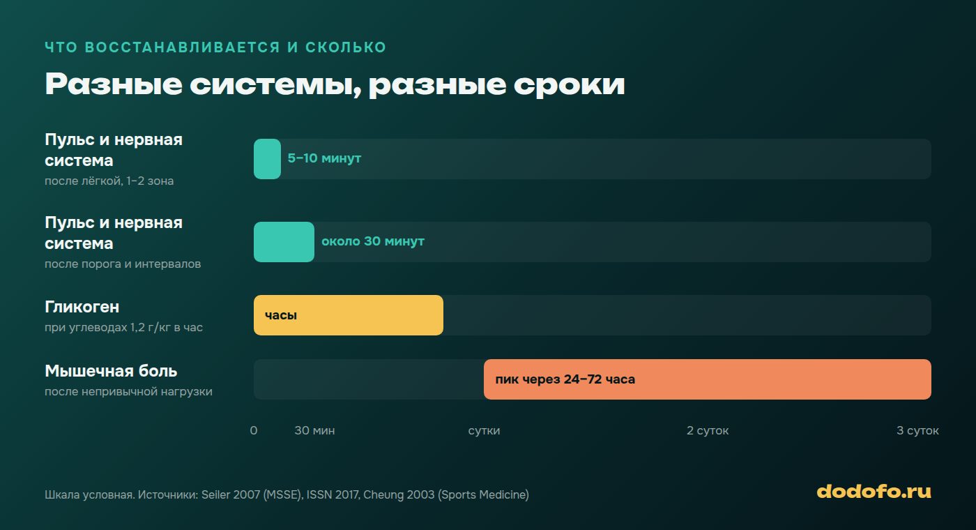 Что восстанавливается и сколько: пульс и нервная система приходят в норму за минуты после лёгкой тренировки и примерно за 30 минут после интервалов, гликоген набирается часами при углеводах, мышечная боль пикует через 24–72 часа